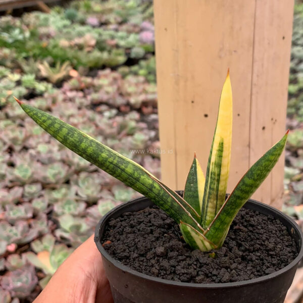 1128. Sansevieria Bella Black Variegated