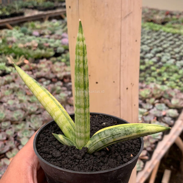 1129. Sansevieria Boncel Variegated