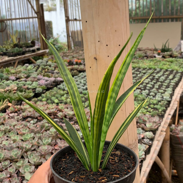 1130. Sansevieria Parva Lancet Yellow