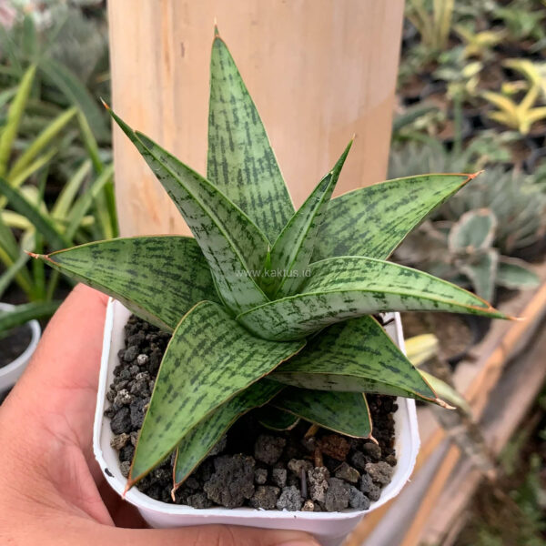 1132. Sansevieria Liwa