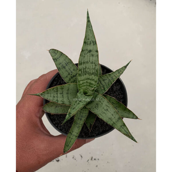 1134. Sansevieria Blue Ice