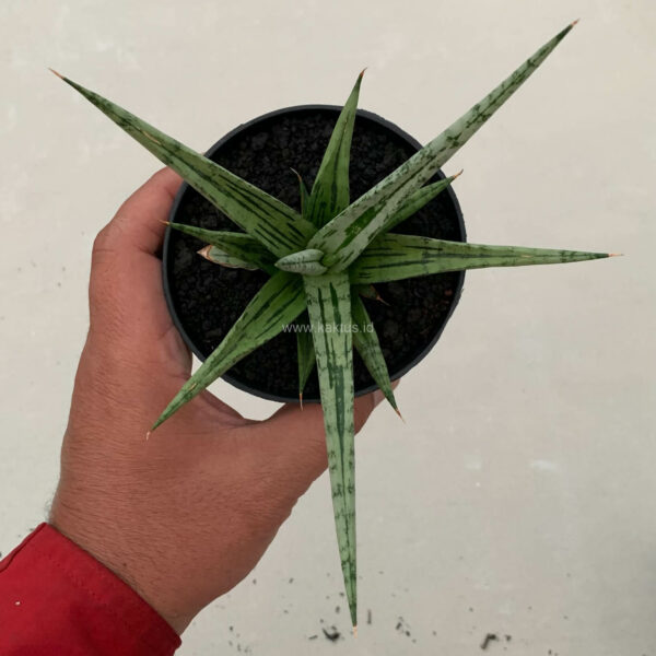 1135. Sansevieria Cinta