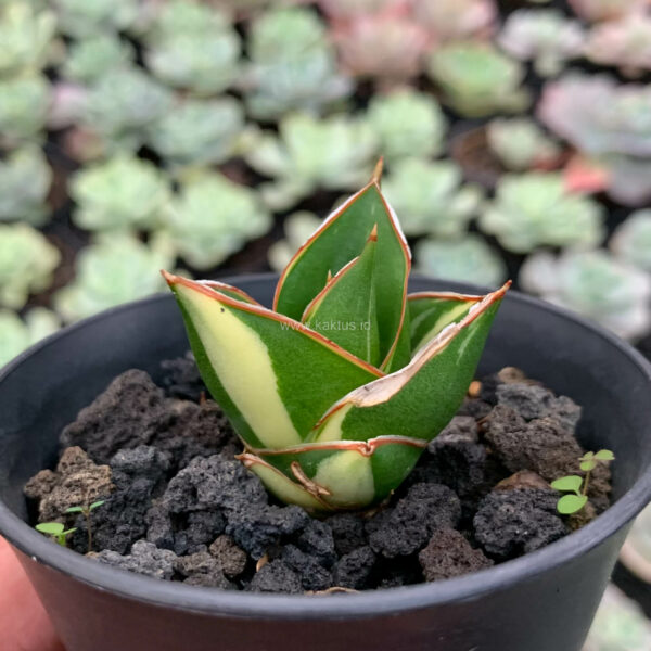 1159. Sansevieria Tower Hybrid White Variegated