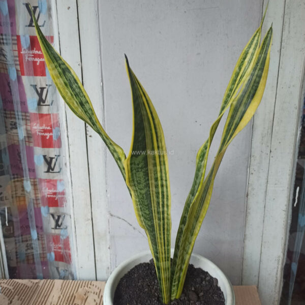 1137. Sansevieria Laurentii Variegated