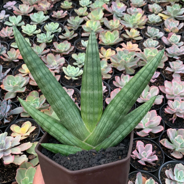 1138. Sansevieria Vienna Mutation