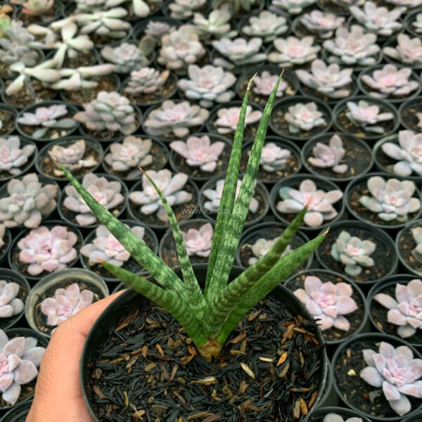 1140. Sansevieria Bunlo Torch