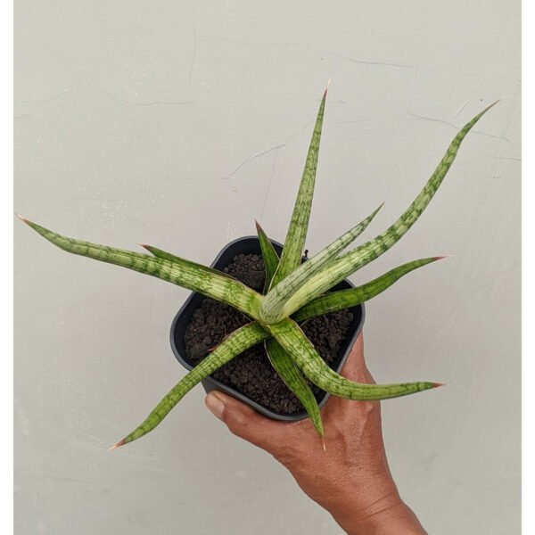 1141. Sansevieria Rudal