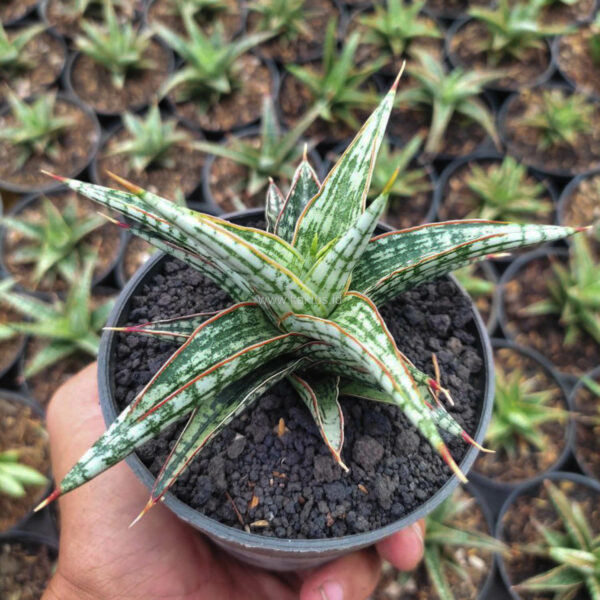 1142. Sansevieria Lawang