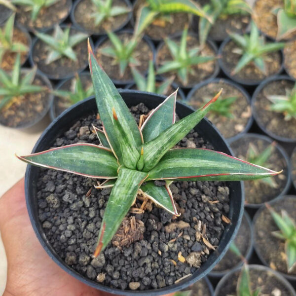 1143. Sansevieria All Night Star