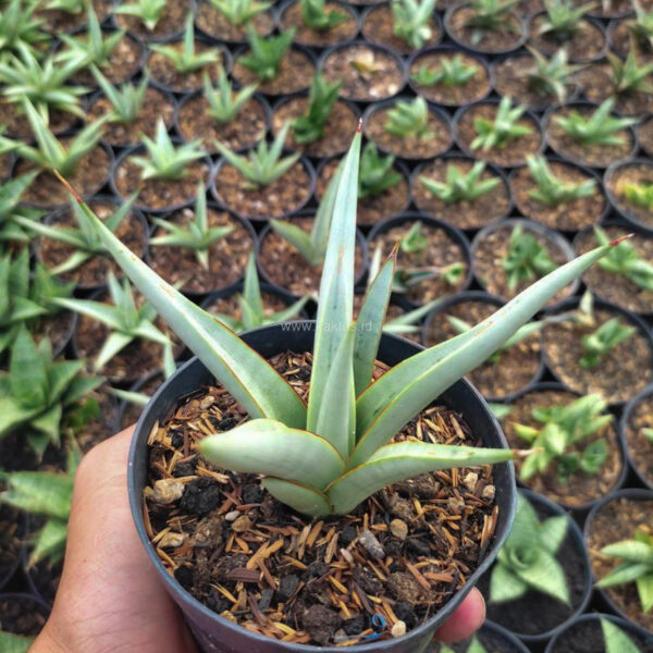 1146. Sansevieria Chanin Thourut