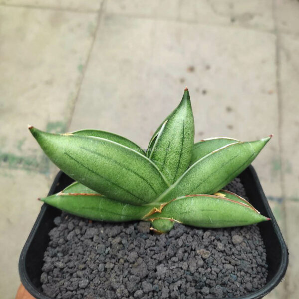 1148. Sansevieria Hybrid Dwarf x Boncel