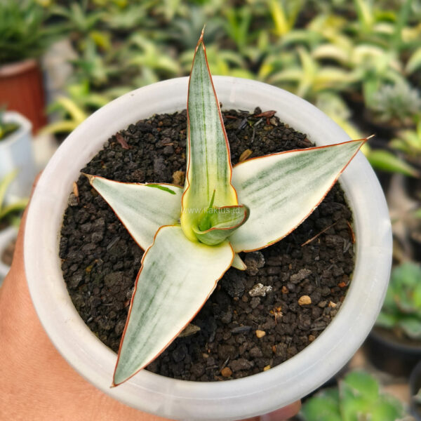 1156. Sansevieria Snow White