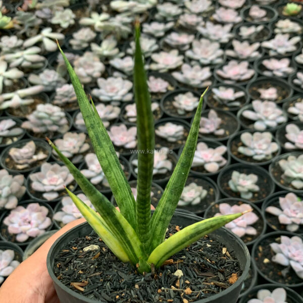 1158. Sansevieria Bunlo Torch Variegated