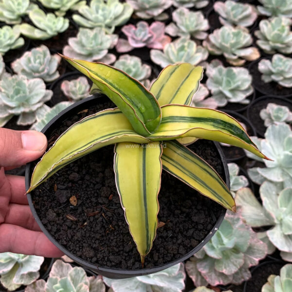 1161. Sansevieria Dragon Green Clone Aurea Variegated