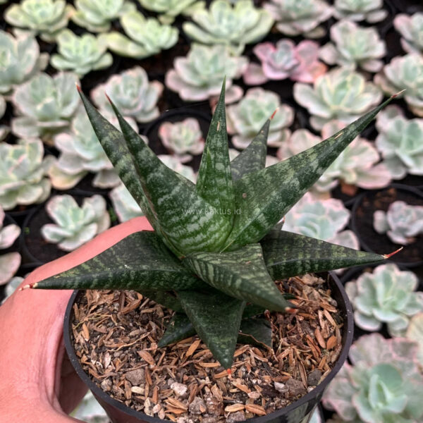 1162. Sansevieria Blorong