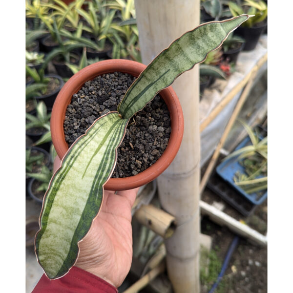 1085. Sanseveria Malawi Bat White Variegated