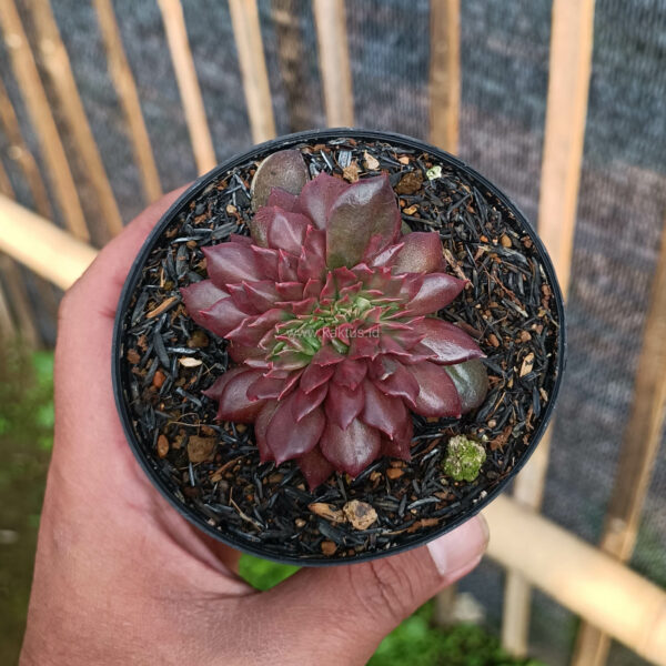 1167. Echeveria Maroon Prince Cristata