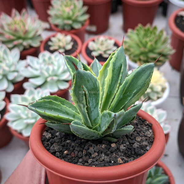 1169. Agave Potatorum CV. Cubic Lite Variegated