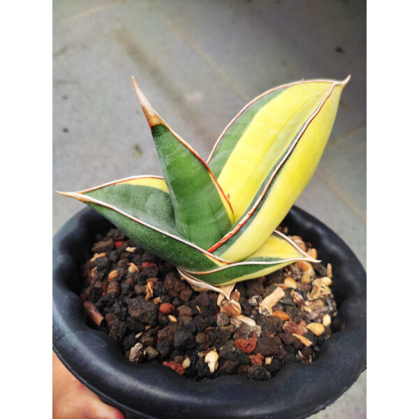 1164. Sansevieria Banana Short Variegated