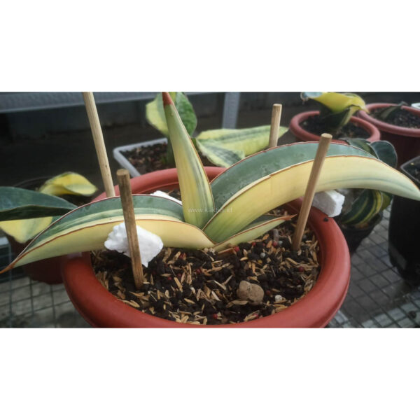 1165. Sansevieria Banana Long Variegated