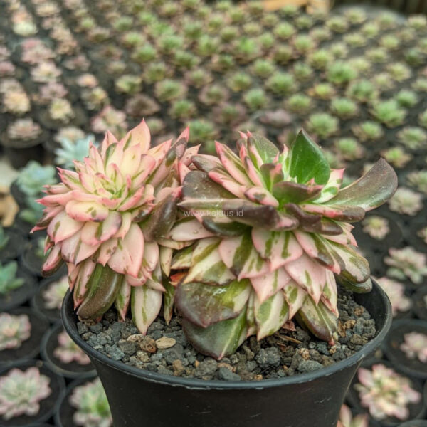 1168. Echeveria Black Pink Prince Cluster