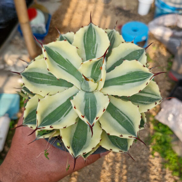 1170. Agave Potatorum Super Crown