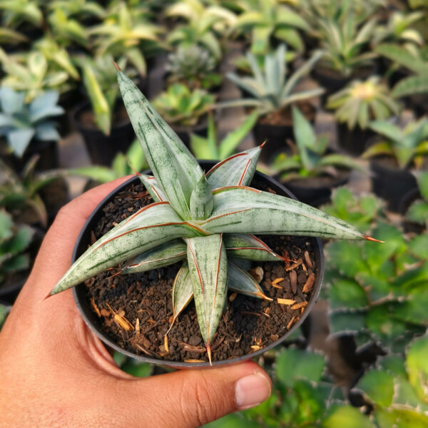 1171. Sansevieria Silver Clone