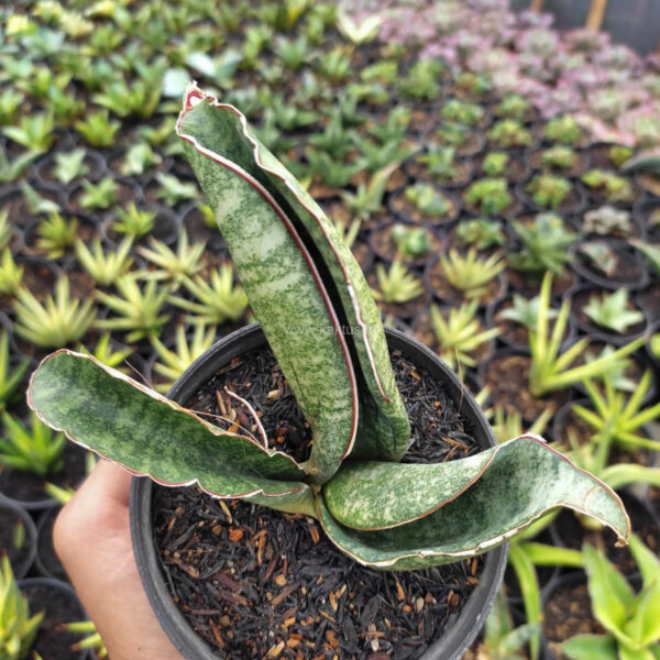 1172. Sansevieria Sinus Zimbabwe