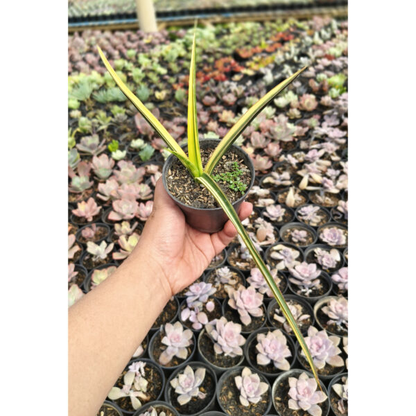 1173. Sansevieria Midnight Fountain Variegated