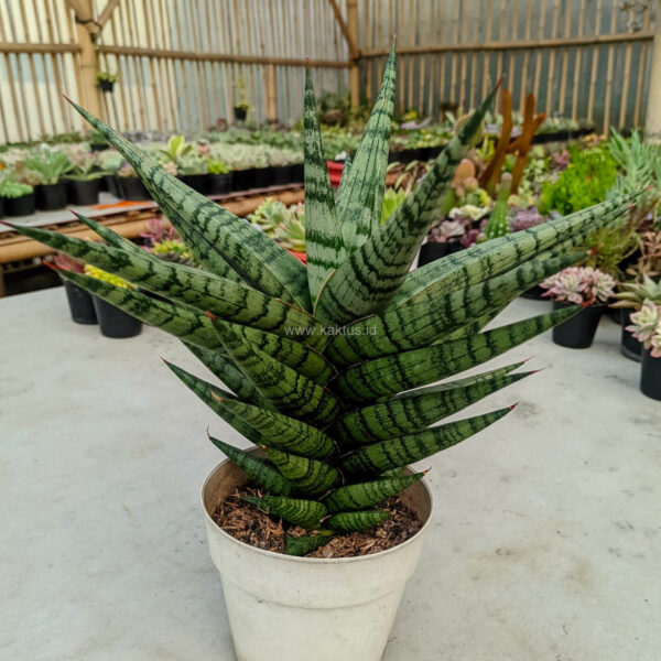 1177. Sansevieria Blorong Wide 30 Cm