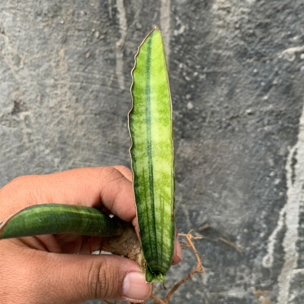 1179. Sansevieria Sticky Variegated