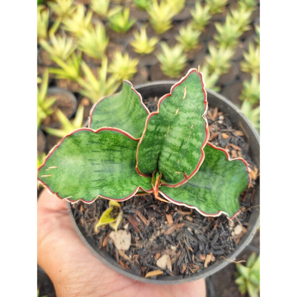 1180. Sansevieria Dragon Jade