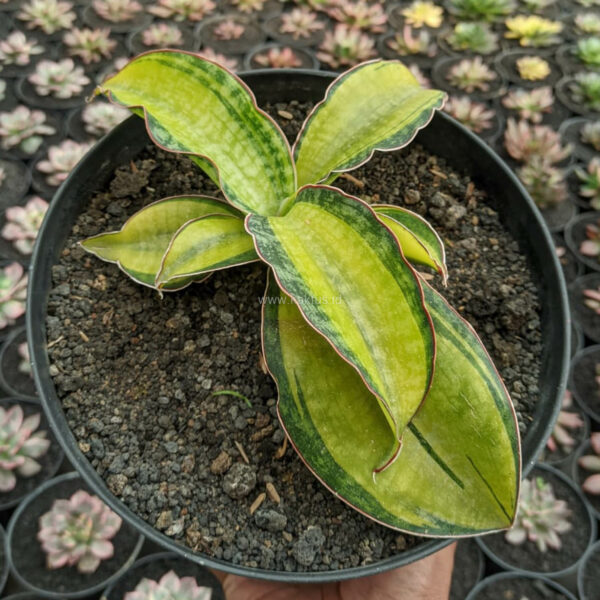 1186. Sansevieria Hybrid Pupharmon Delight Variegated