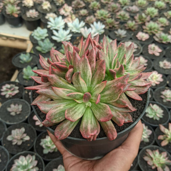 1189. Echeveria Red Prince Mutation Cluster