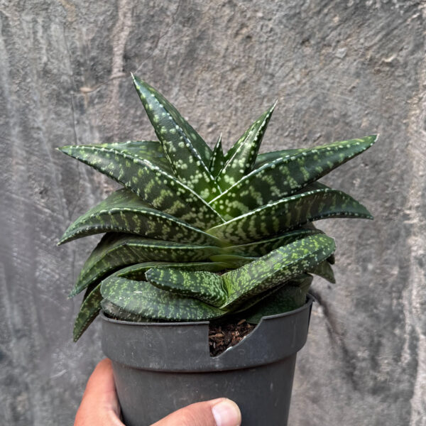 1191. Gasteria Tiger Spot Size 22 Cm