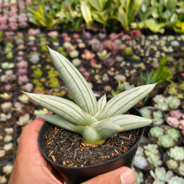 1195. Sansevieria White Rhino