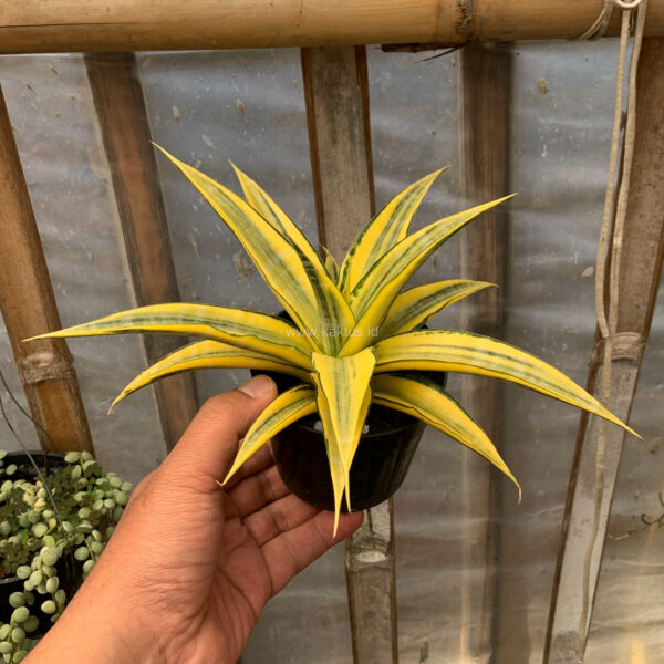 1197. Sansevieria Cordova Cream