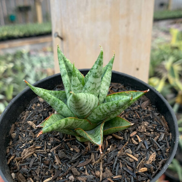 1199. Sansevieria Tesya