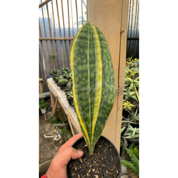 1200. Sansevieria Masoniana Yellow Variegated