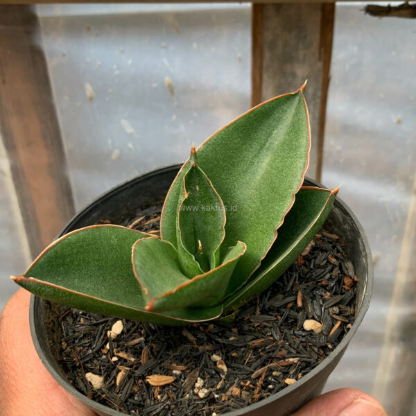 1201. Sansevieria Andaman