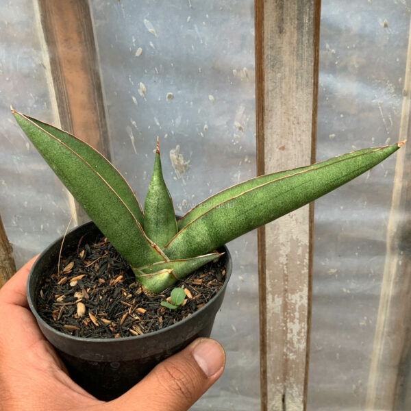 1202. Sansevieria Samurai x Boncel