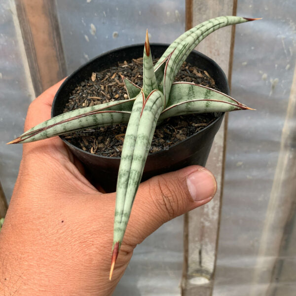 1203. Sansevieria Bella Platinum