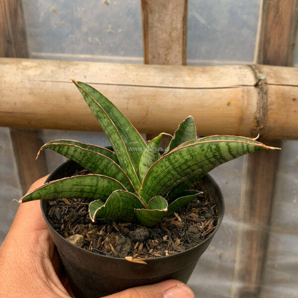 1207. Sansevieria Argopuro