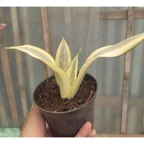 1209. Sansevieria Splash