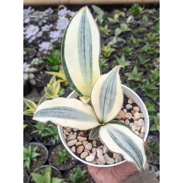 457. Sansevieria Masoniana Aurea White Variegated Rosette