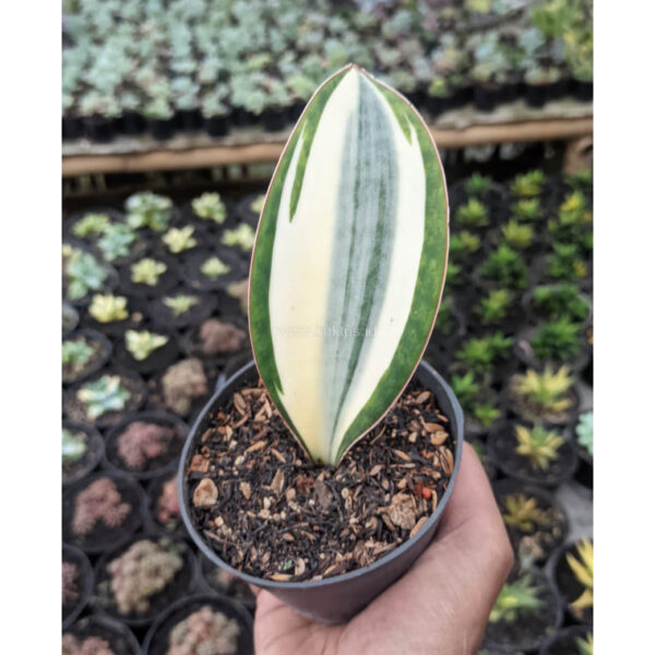 459. Sansevieria Masoniana Variegated