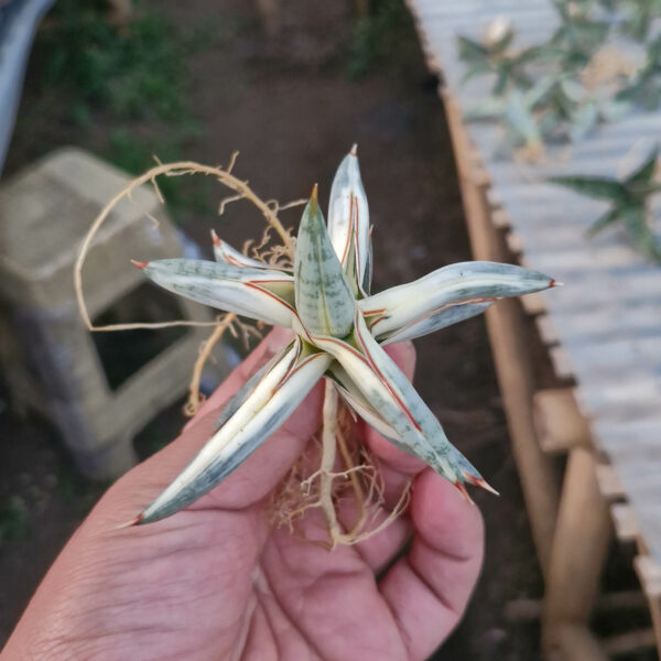 463. Sansevieria Blue Clone White Variegated