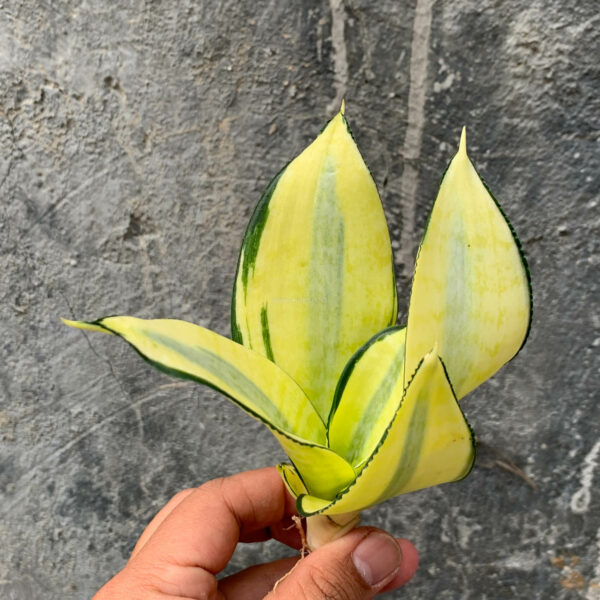 867. Sansevieria Futura Hendrika Golden Solid