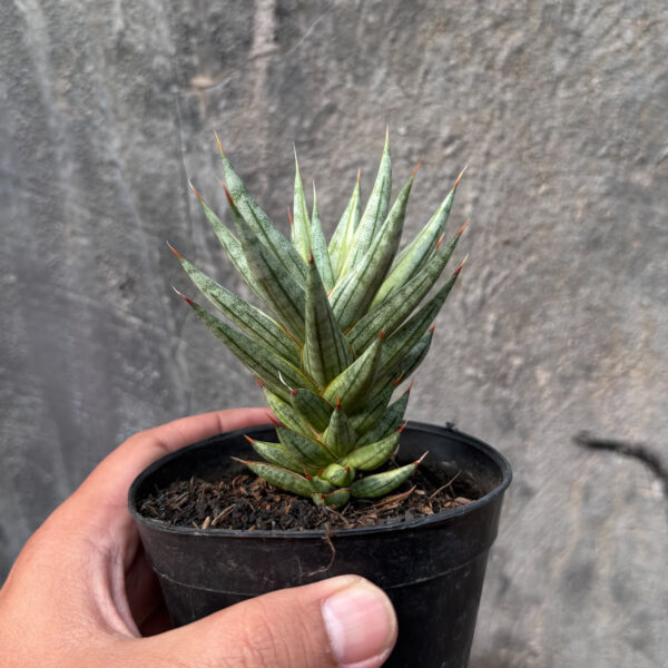 883. Sansevieria Francisii Gracilis White Variegated