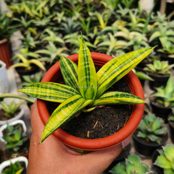 985. Sansevieria Marsa Anjani Variegated